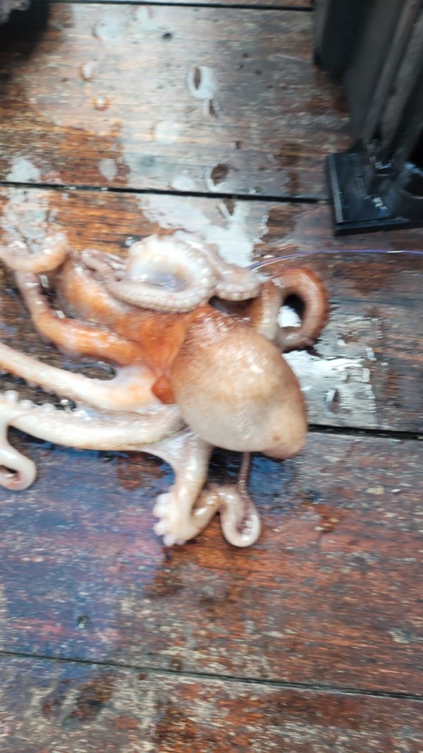 80553c8c625ec14572f710ba3dde0d65_1767514