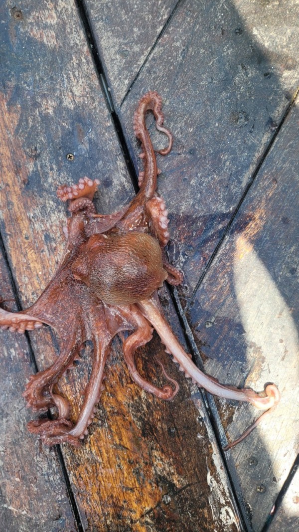 93bfdc77f0d29d5bfdf4478806408386_1767506