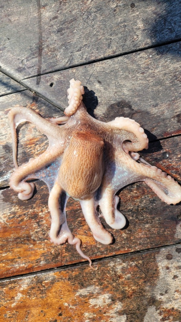 9768eefb37cab1f547f5870c53adb4fd_1767520