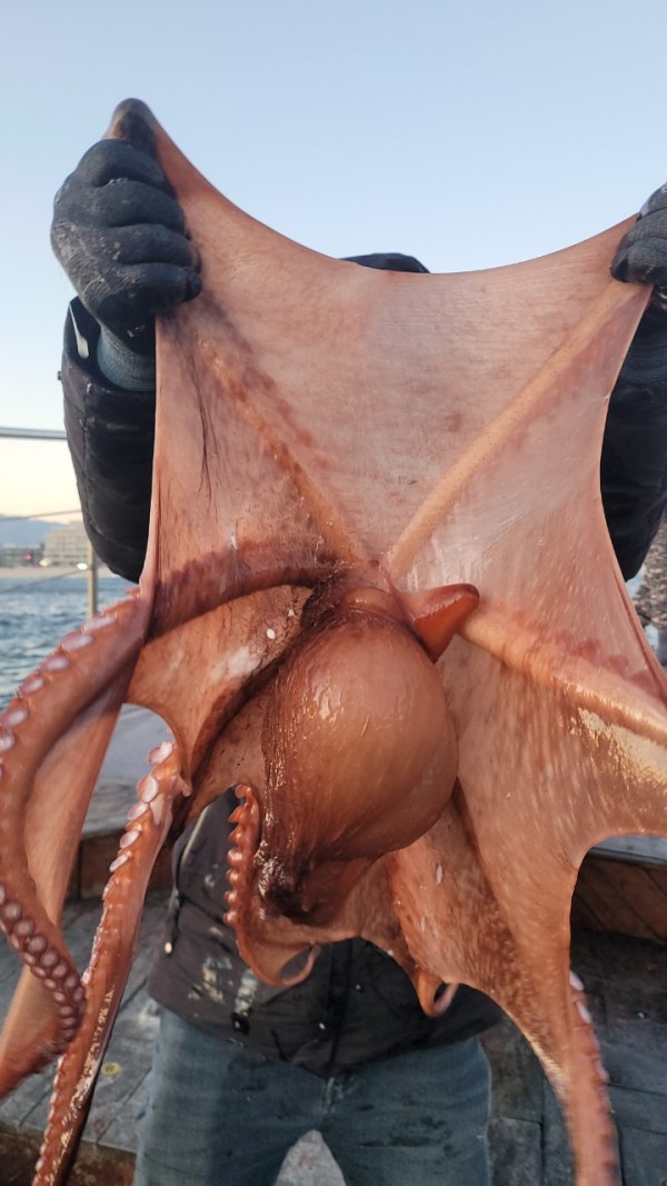 bd58d51c969fd984fc014dc1e1761767_1769477