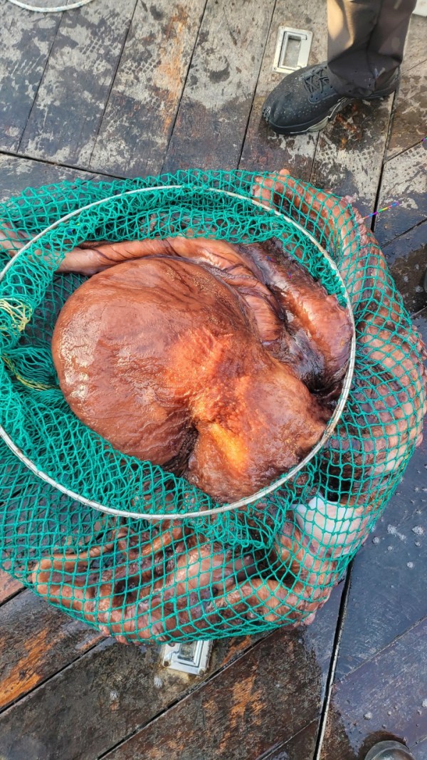 c662652df8660ae03e679a62d09f9220_1769760